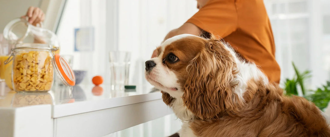 The Science of a Happy Pet: Nutrition, Enrichment & Smart Essentials Every Pet Parent Should Know